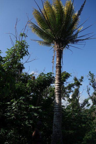 Cycas seemannii, photographed by Dominik Maximilián Ramík