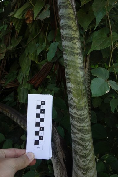 Caryota ophiopellis, photographed by Dominik Maximilián Ramík