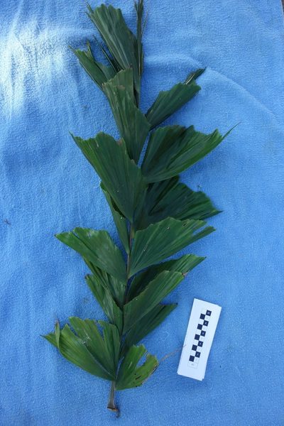 Caryota ophiopellis, photographed by Dominik Maximilián Ramík