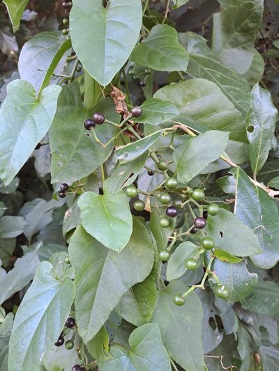 Cissus fragilis, photographed by Mmatjie Mashao