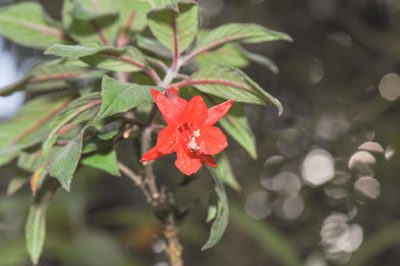 Fuchsia ampliata, photographed by Morten Ross