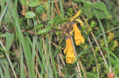 Bomarea lutea, photographed by Morten Ross