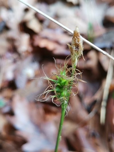 Carex michelii, photographed by Ljaž