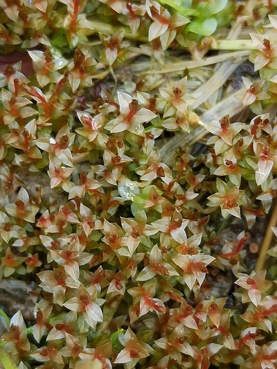 Ptychostomum weigelii, photographed by Игорь Васильев