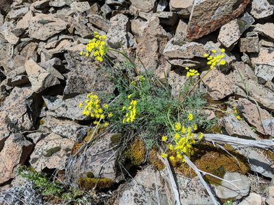 Lomatium papilioniferum, photographed by Timothy McNitt