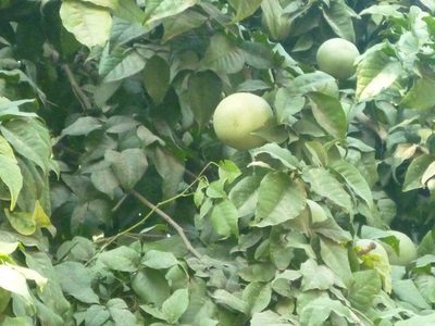 Aegle marmelos, photographed by Mitul and Vijul Singh