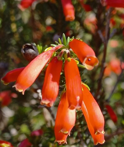 Erica chloroloma, photographed by flamelily
