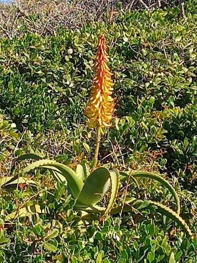 Aloe africana, photographed by flamelily