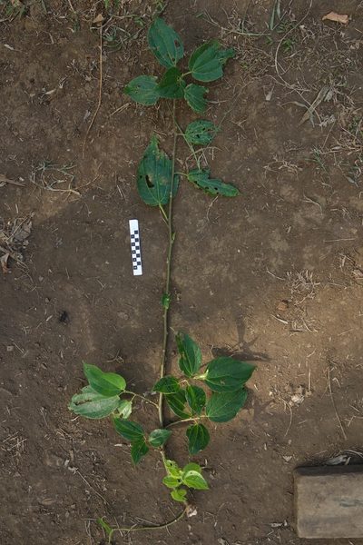 Nothocnide repanda, photographed by Dominik Maximilián Ramík