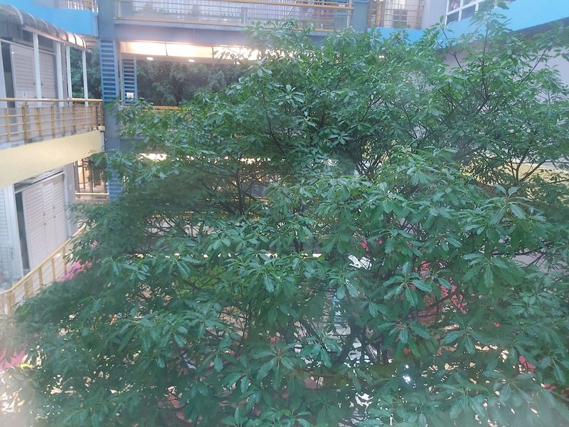 Ficus subpisocarpa, photographed by 胡正恆(Jackson Hu)