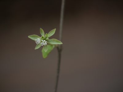 Symphorema involucratum, photographed by Dinesh Valke