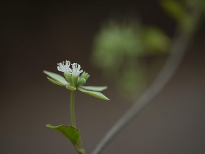 Symphorema involucratum, photographed by Dinesh Valke