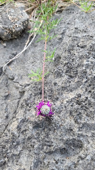 Dalea cahaba, photographed by Darrell Ragland
