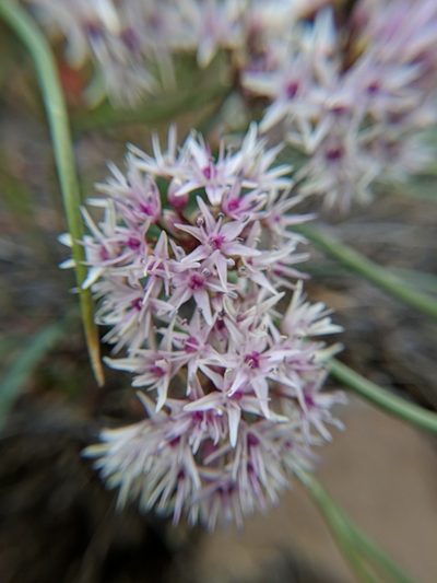 Allium macrum, photographed by Timothy McNitt