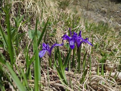 Iris ruthenica, photographed by xulescu_g
