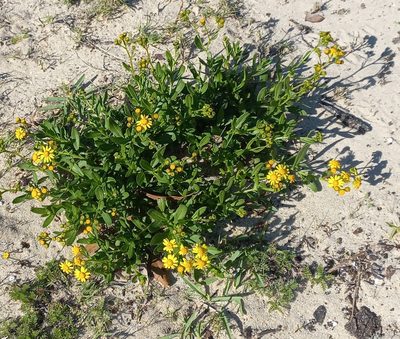 Senecio litorosus, photographed by flamelily