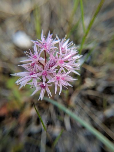 Allium macrum, photographed by Timothy McNitt