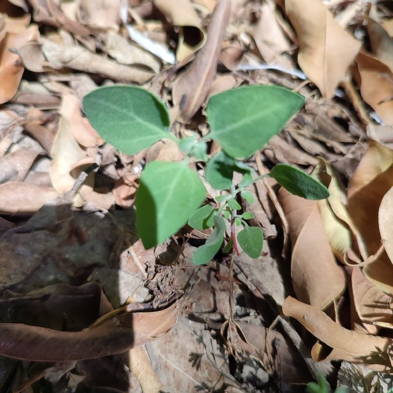 Chenopodium vulvaria, photographed by Quentin Groom