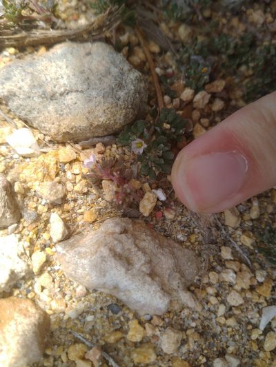 Frankenia pulverulenta, photographed by Miriam Sokhet