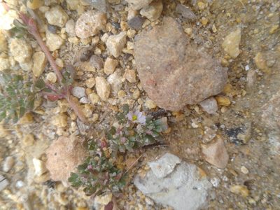Frankenia pulverulenta, photographed by Miriam Sokhet