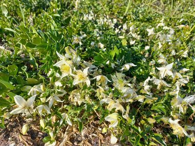 Clematis brachiata, photographed by flamelily