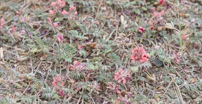 Indigofera alternans, photographed by Alan Manson