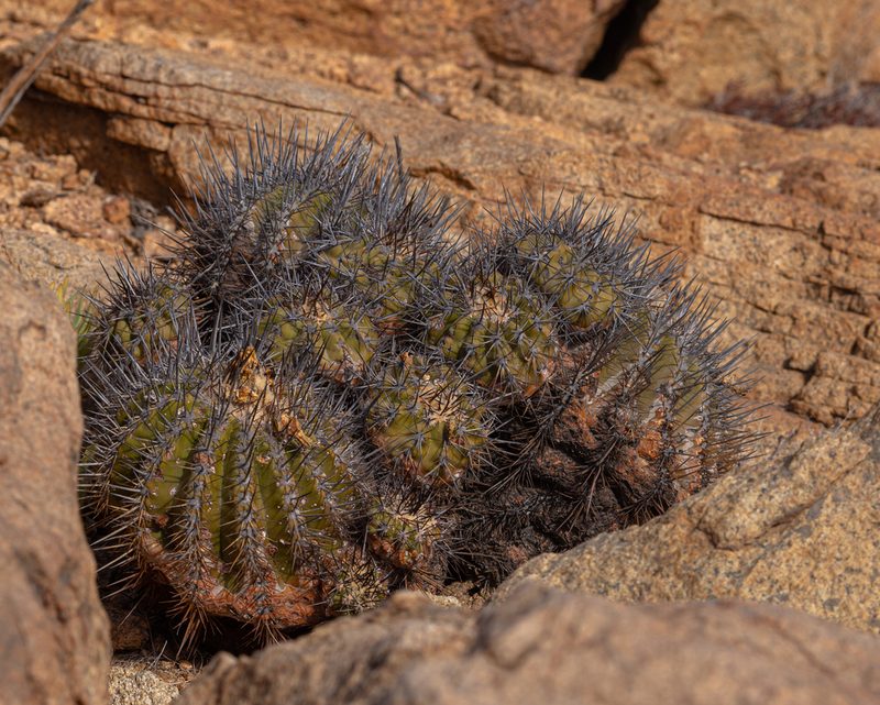 Copiapoa echinoides, photographed by Nicolás Villaseca Merino