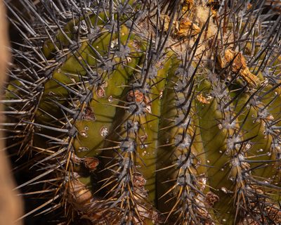 Copiapoa echinoides, photographed by Nicolás Villaseca Merino