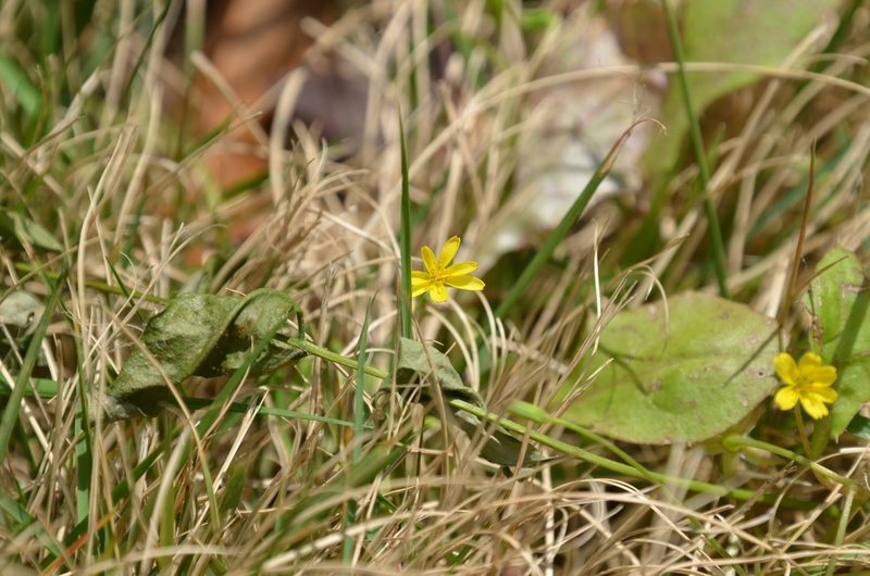 Lapsanastrum apogonoides, photographed by Zinogre