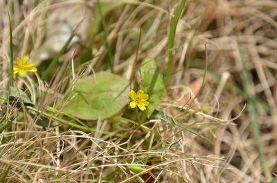 Lapsanastrum apogonoides, photographed by Zinogre