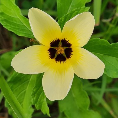 Turnera subulata, photographed by Anthony Batista