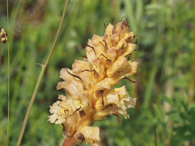 Orobanche lutea, photographed by Michael Knapp
