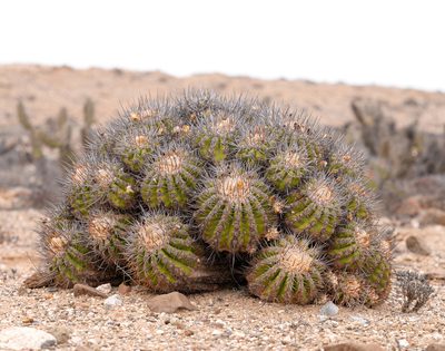 Copiapoa echinoides, photographed by Nicolás Villaseca Merino