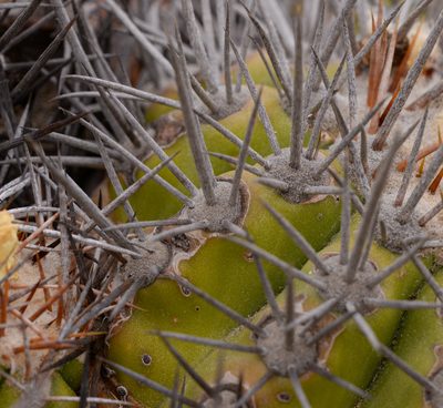 Copiapoa echinoides, photographed by Nicolás Villaseca Merino