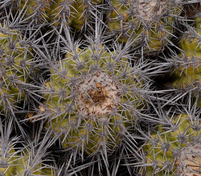 Copiapoa echinoides, photographed by Nicolás Villaseca Merino
