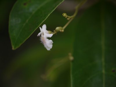 Vitex leucoxylon, photographed by Dinesh Valke
