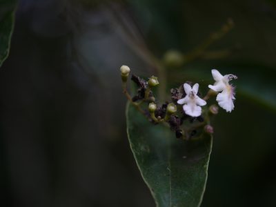 Vitex leucoxylon, photographed by Dinesh Valke