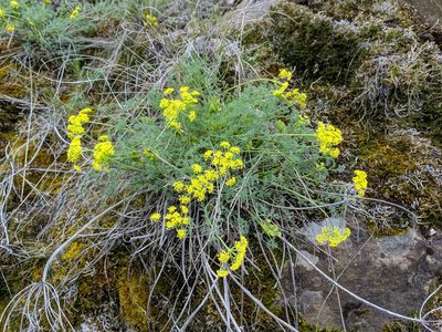 Lomatium papilioniferum, photographed by Timothy McNitt