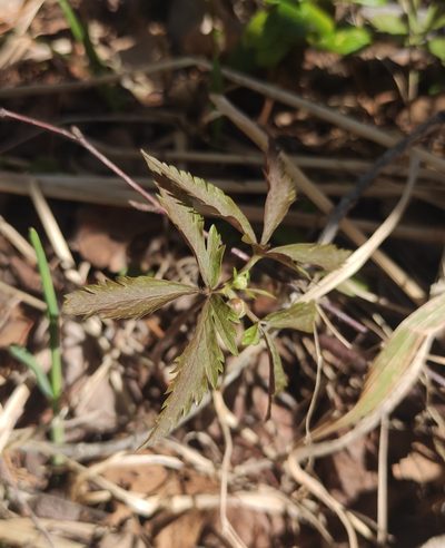 Anemonoides reflexa, photographed by Юлия
