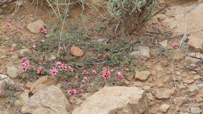 Indigofera alternans, photographed by Alan Manson