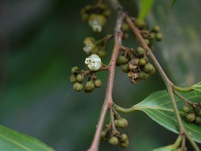 Hydnocarpus pentandrus, photographed by Dinesh Valke