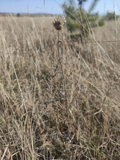 Klasea centauroides, photographed by Юлия