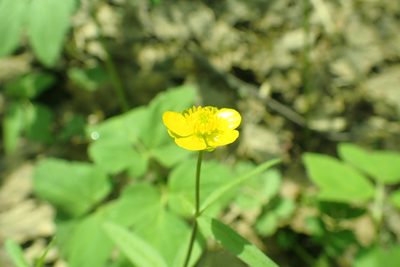 Ranunculus monophyllus, photographed by Pavel Borodin