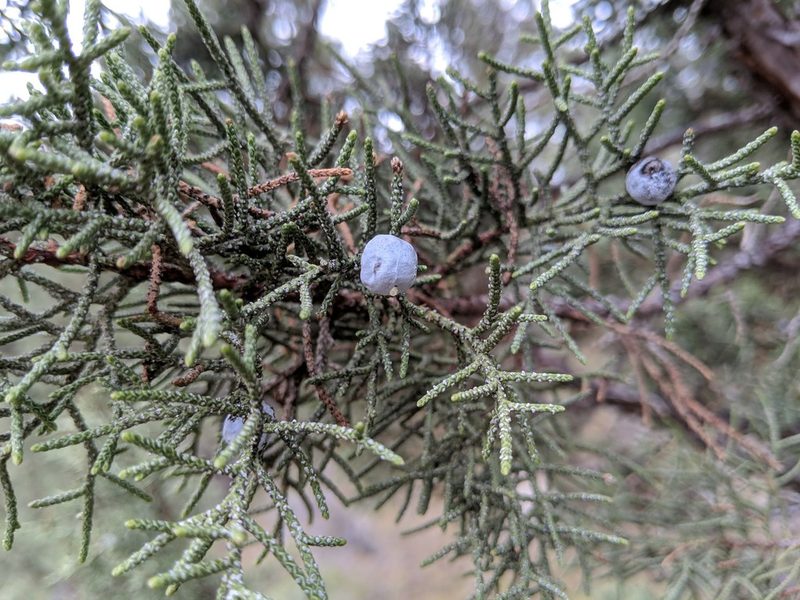 Juniperus occidentalis, photographed by Timothy McNitt
