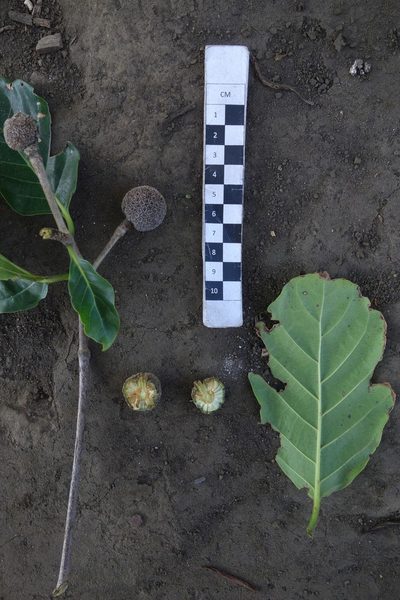 Neonauclea forsteri, photographed by Dominik Maximilián Ramík