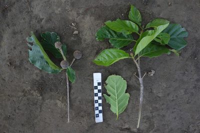 Neonauclea forsteri, photographed by Dominik Maximilián Ramík