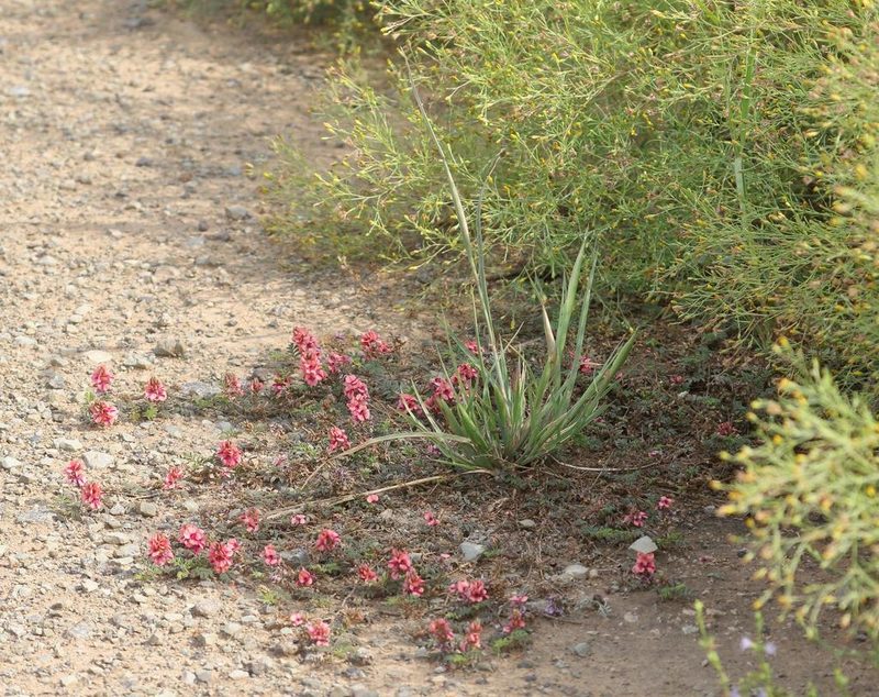 Indigofera alternans, photographed by Alan Manson
