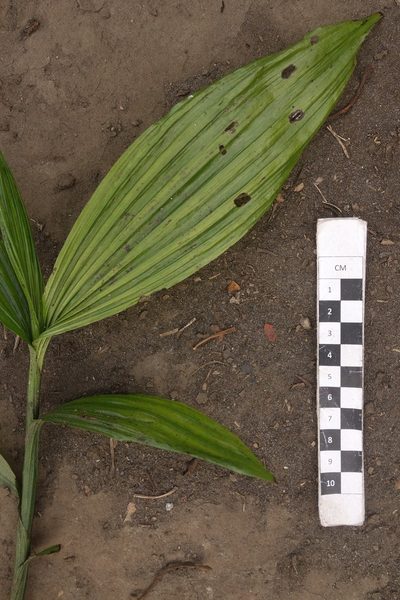 Corymborkis veratrifolia, photographed by Dominik Maximilián Ramík