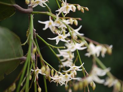 Hopea ponga, photographed by Dinesh Valke