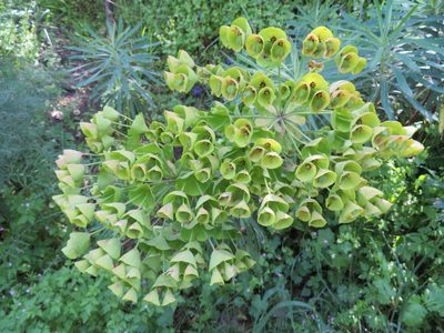 Euphorbia characias, photographed by Marco Mussita